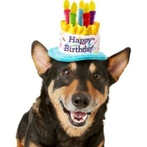 3/$25 Chewy Frisco Birthday Cake Dog & Cat Hat